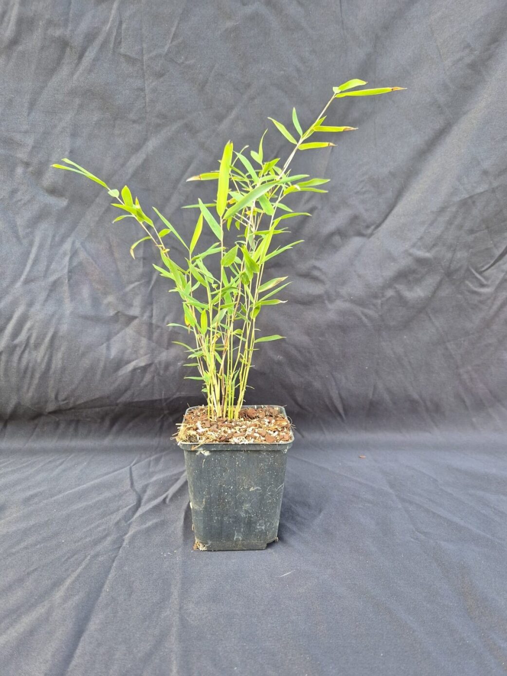 Lot de 12 Jiuzhaigou Deep Purple en pot P9, hauteur 15-30 cm, couvre-sol non envahissant