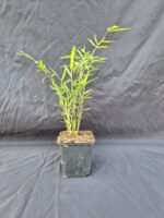 Lot de 12 Jiuzhaigou Deep Purple en pot P9, hauteur 15-30 cm, couvre-sol non envahissant