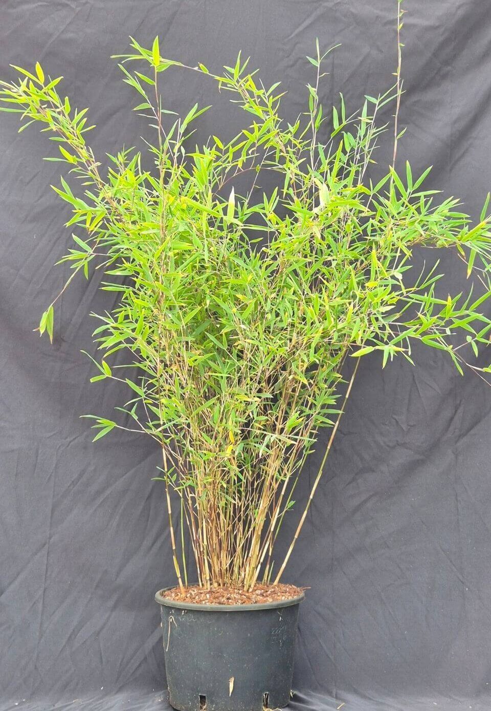 Lot de 3 bambous Fargesia Deep Purple 5,5L – plantes en pot de 75 cm+