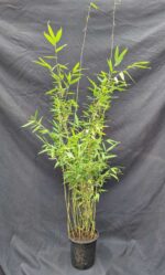 Bambou Fargesia Nitida Obelisk lot de 3 plants en pot 5L hauteur 100 cm