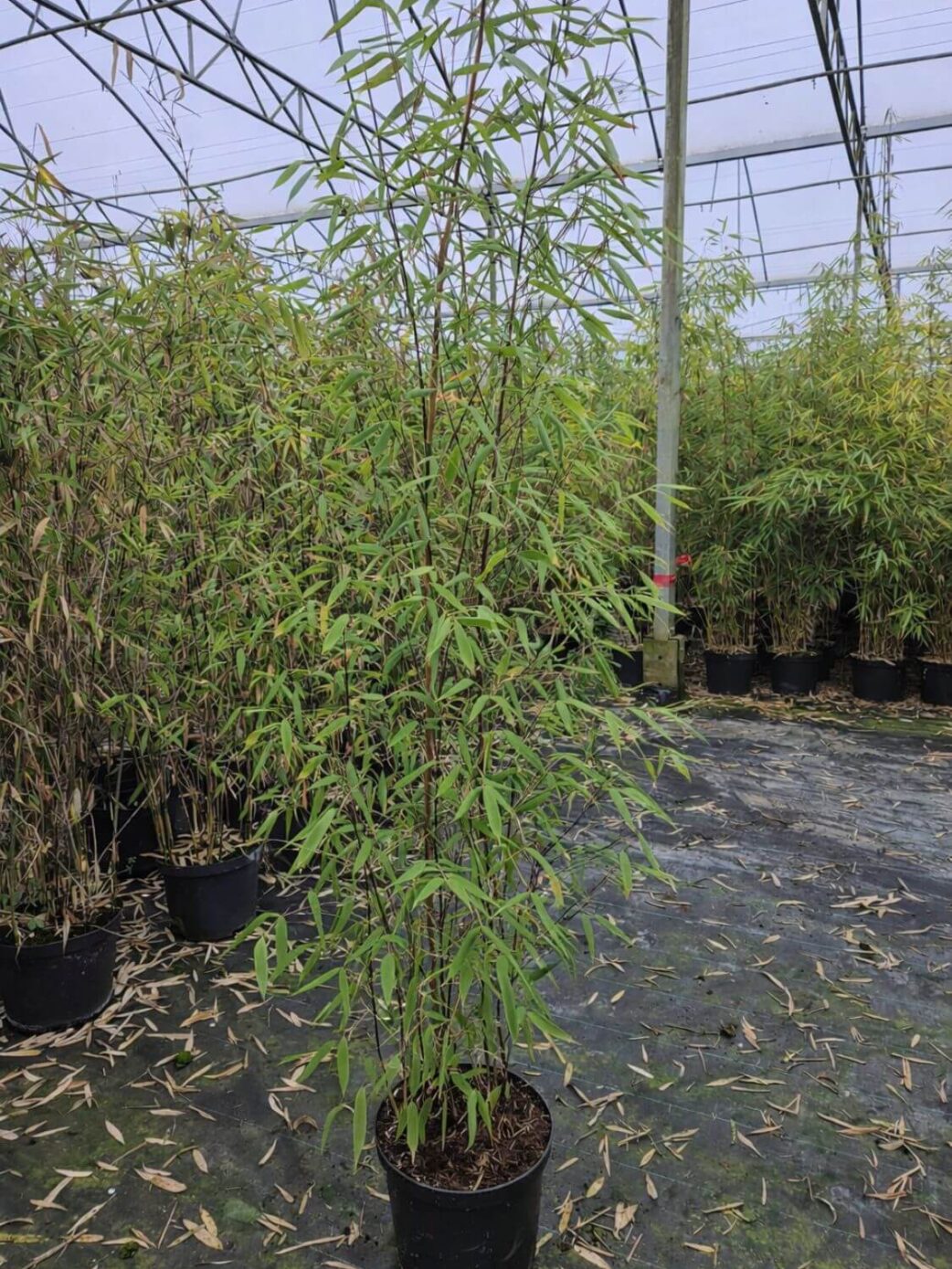 Fargesia Aurora bambou – lot de 3 plantes en pot 5L, hauteur 100 cm