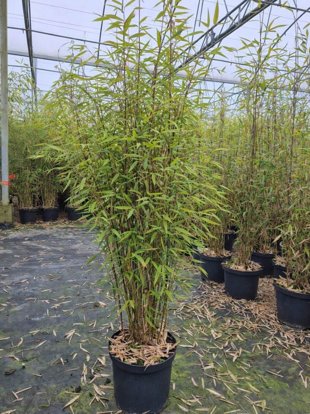 Fargesia Black Dragon lot de 3 plants en pot 5L, hauteur 100 cm, bambou non-traçant