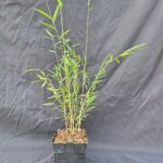 Lot de 8 Bambous | 1L | Jiuzhaigou Deep Purple