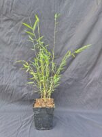 Lot de 8 bambous Jiuzhaigou Deep Purple en pot de 1 litre, hauteur 15-30 cm