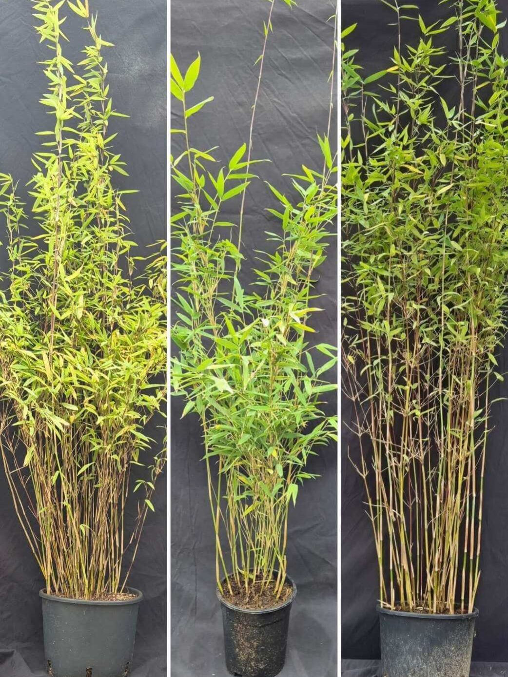 Nitida Bambou Plantes Mix 100CM - Lot de 3