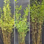 Nitida Bambou Plantes Mix 100CM - Lot de 3