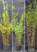 Nitida Bambou Plantes Mix 100CM - Lot de 3