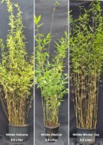 Nitida Bambou Plantes Mix 100CM - Lot de 3 2