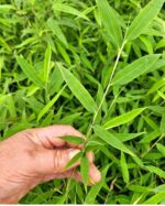 Nitida Bambou Plantes Mix 100CM - Lot de 3 4