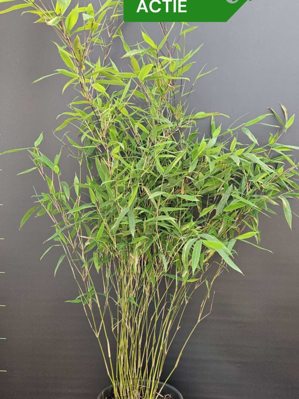 Nitida Black Pearl bambou plantes 100cm lot de 3, pot 5.5L, bambou décoratif persistant