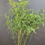Nitida Black Pearl Bambou Plantes 5.5L | 100CM - Lot de 3