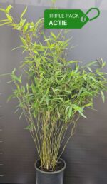 Nitida Black Pearl bambou plantes 100cm lot de 3, pot 5.5L, bambou décoratif persistant