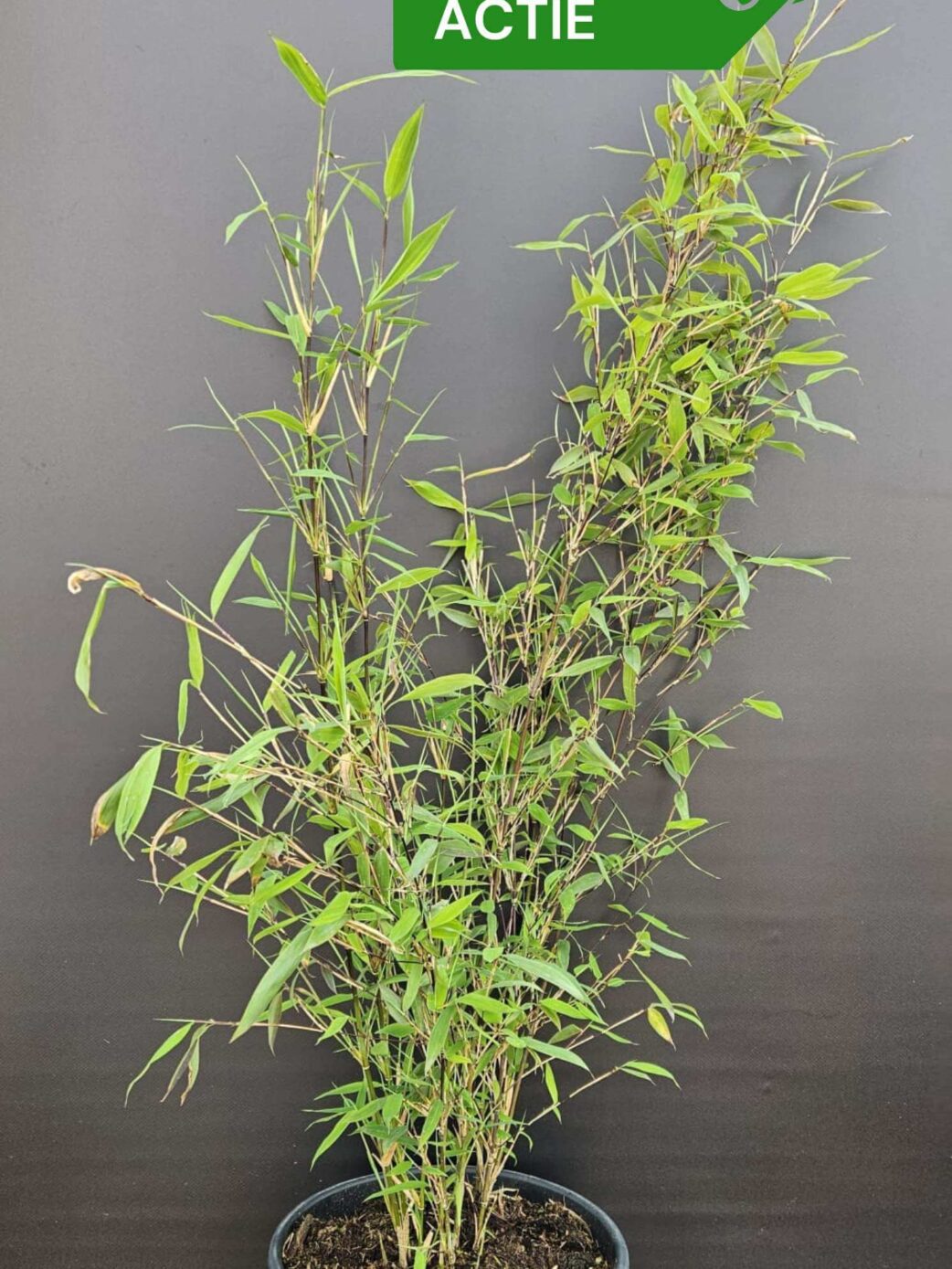 Bambou Nitida Black Pearl 75cm en pot 5.5L – lot de 3 plantes