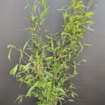 Nitida Black Pearl Bambou Plantes 5.5L | 75CM - Lot de 3