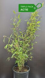 Bambou Nitida Black Pearl 75cm en pot 5.5L – lot de 3 plantes