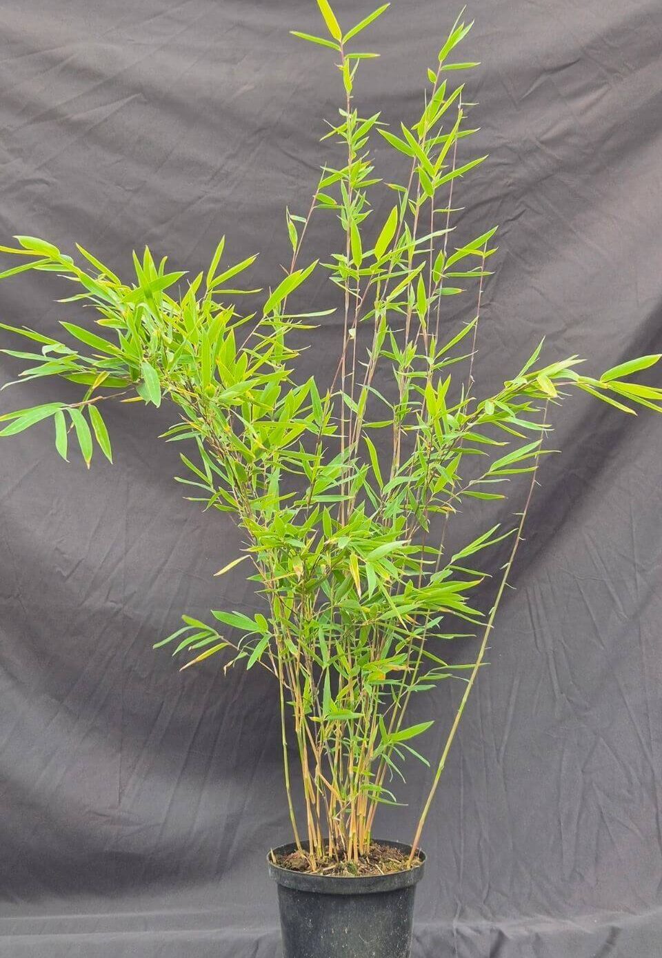 Bambou Nitida Black Pearl 2,5L – plante en pot de 75 cm, feuillage dense et élégant