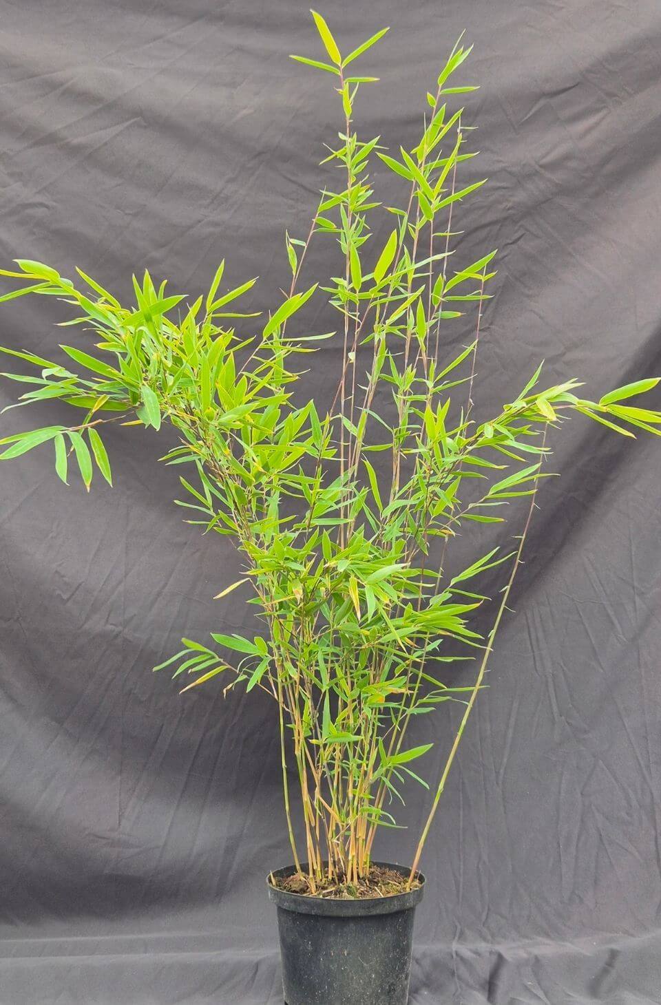 Nitida Black Pearl Bambou 2,5L – 75+ cm