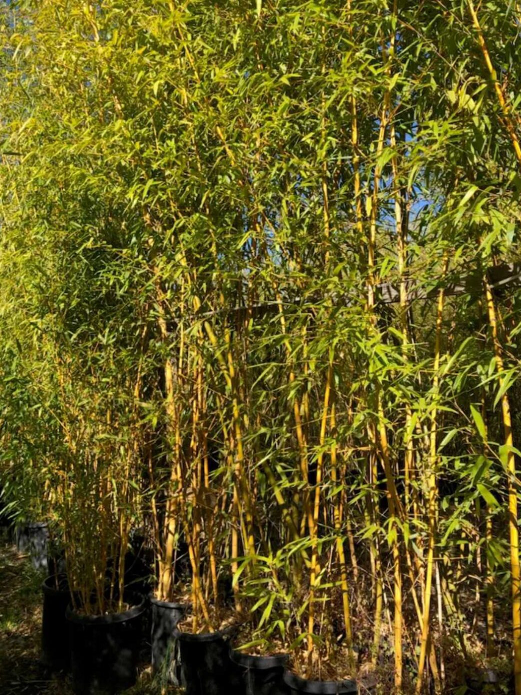 Phyllostachys Aurea - 10L - 125+ cm