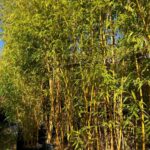 Phyllostachys Aurea - 10L - 125+ cm