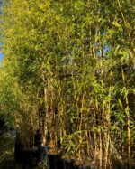 Phyllostachys Aurea - 10L - 125+ cm
