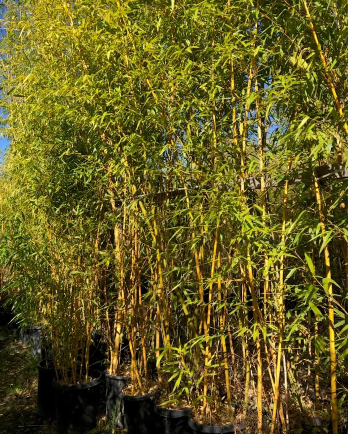 Phyllostachys Aurea – 10L – 125+ cm