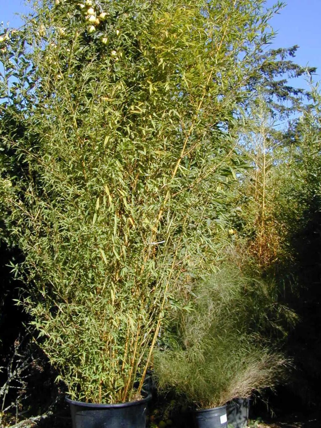Phyllostachys Aurea - 15L - 175+ cm