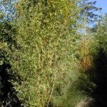 Phyllostachys Aurea - 15L - 175+ cm