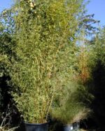 Phyllostachys Aurea - 15L - 175+ cm