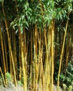 Phyllostachys Aurea - 15L - 175+ cm 3
