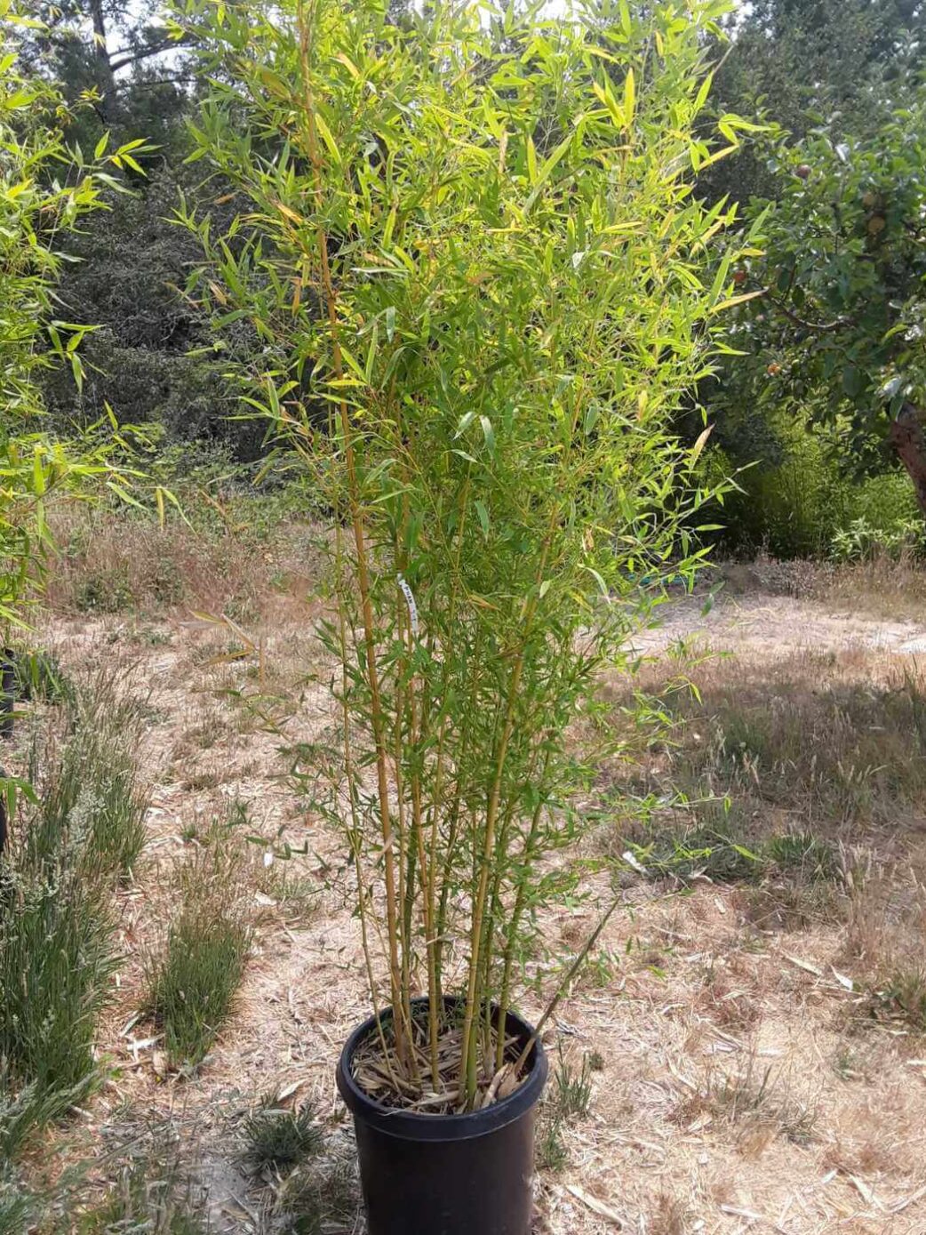Phyllostachys Aurea - 5L - 100+ cm