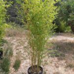 Phyllostachys Aurea - 5L - 100+ cm