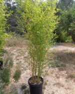 Phyllostachys Aurea - 5L - 100+ cm