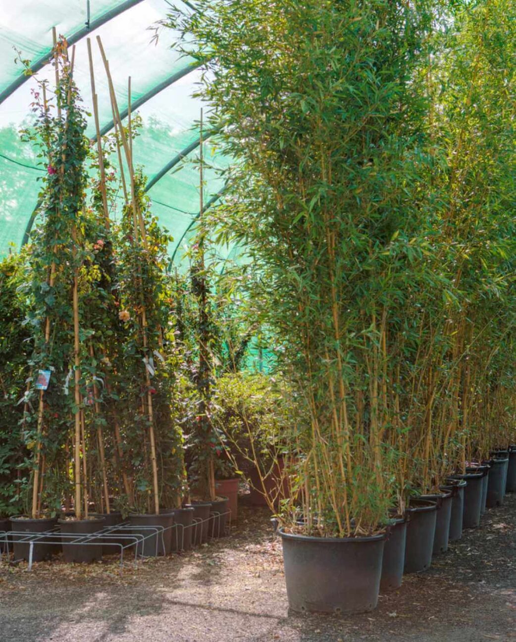 Phyllostachys Aurea - 5L - 100+ cm 4