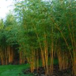 Phyllostachys aureosulcata Aureocaulis - 10L - 150+ cm