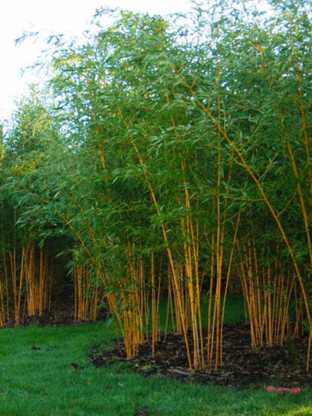 Phyllostachys aureosulcata Aureocaulis bambou doré en pot 15L, hauteur 150 cm, tiges jaunes éclatantes