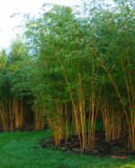 Phyllostachys aureosulcata Aureocaulis bambou doré en pot 5L hauteur 150 cm jardin belge