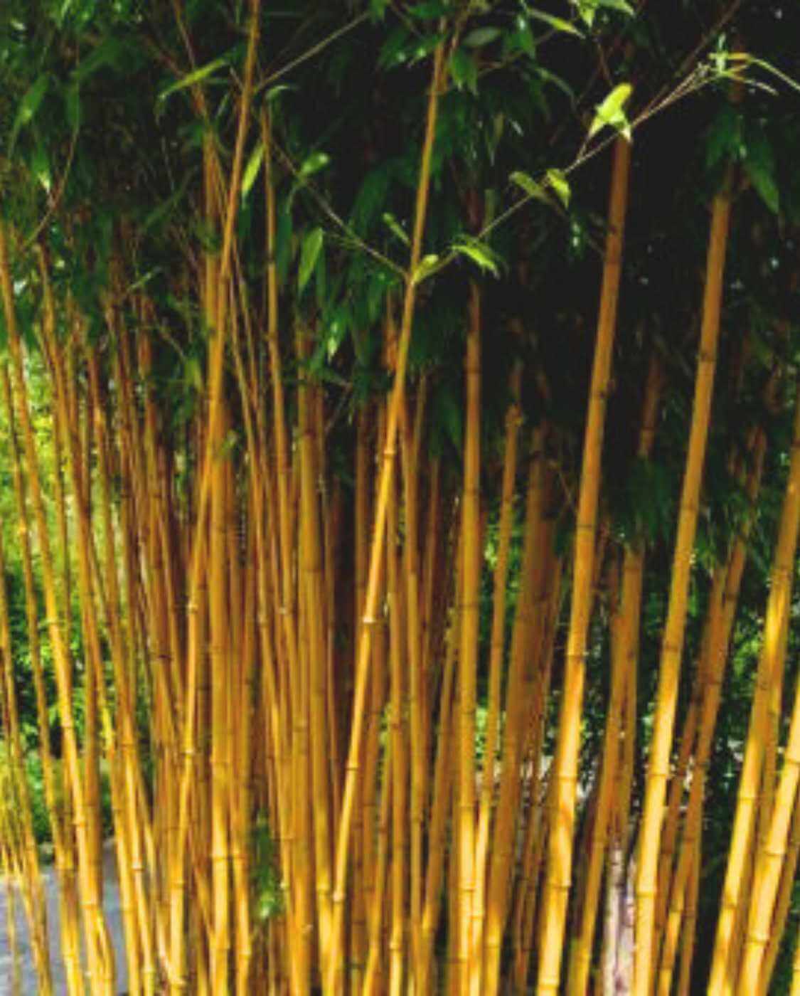Phyllostachys aureosulcata Aureocaulis – 15L – 150+ cm