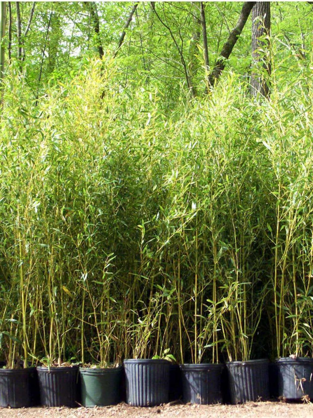 Phyllostachys aureosulcata Spectabilis bambou pot 10L hauteur 125 cm tiges jaunes striées de vert