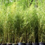 Phyllostachys aureosulcata Spectabilis - 10L - 125+ cm