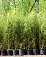 Phyllostachys aureosulcata Spectabilis bambou pot 10L hauteur 125 cm tiges jaunes striées de vert