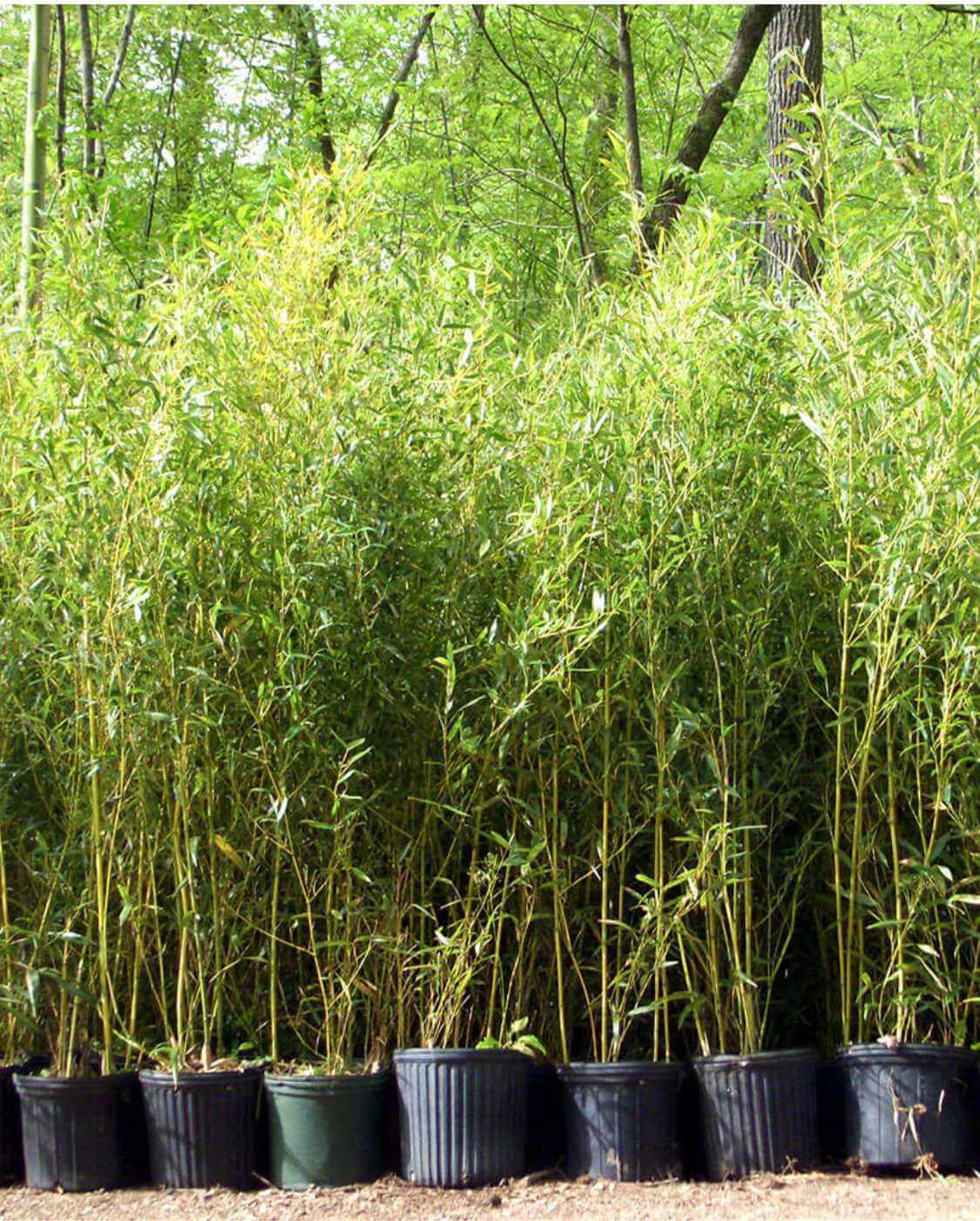 Phyllostachys aureosulcata Spectabilis – 5L – 100+ cm