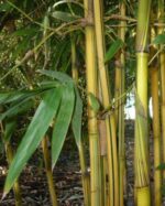 Phyllostachys aureosulcata Spectabilis chaumes jaunes striés de vert bambou ornemental pot 5L