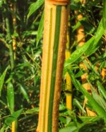 Phyllostachys aureosulcata Spectabilis plante bambou en pot 5L feuillage vert persistant 100 cm