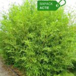 Phyllostachys Bissetii 2L - Lot de 6