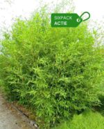Phyllostachys Bissetii 2L Lot de 6