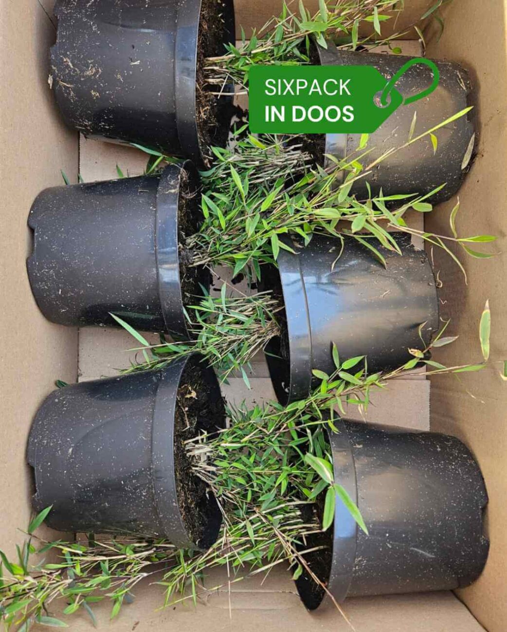 Phyllostachys Bissetii 2L Lot de 6 2