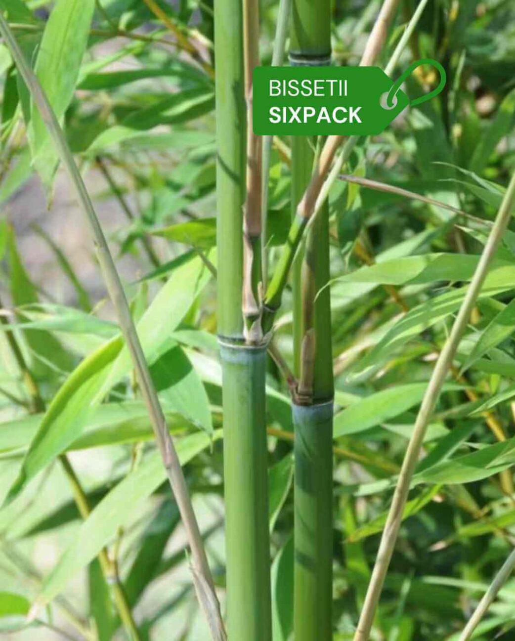 Phyllostachys Bissetii 2L Lot de 6 4