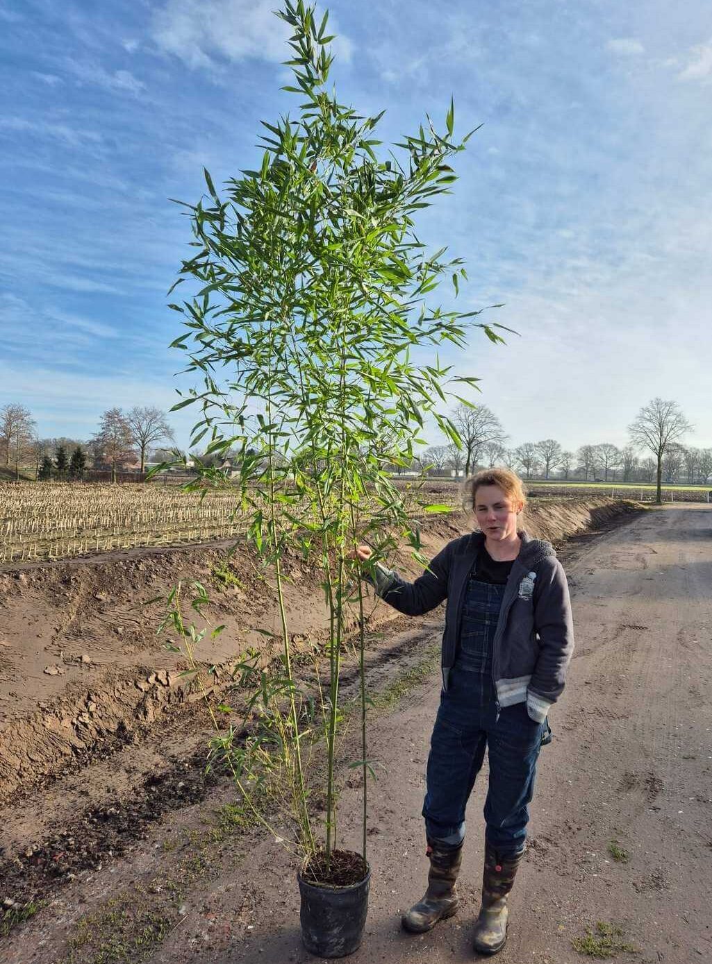 Phyllostachys bissetii bambou 10L 200cm - grand bambou traçant en pot