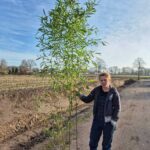 Phyllostachys bissetii bambou - 10L - 200+ cm
