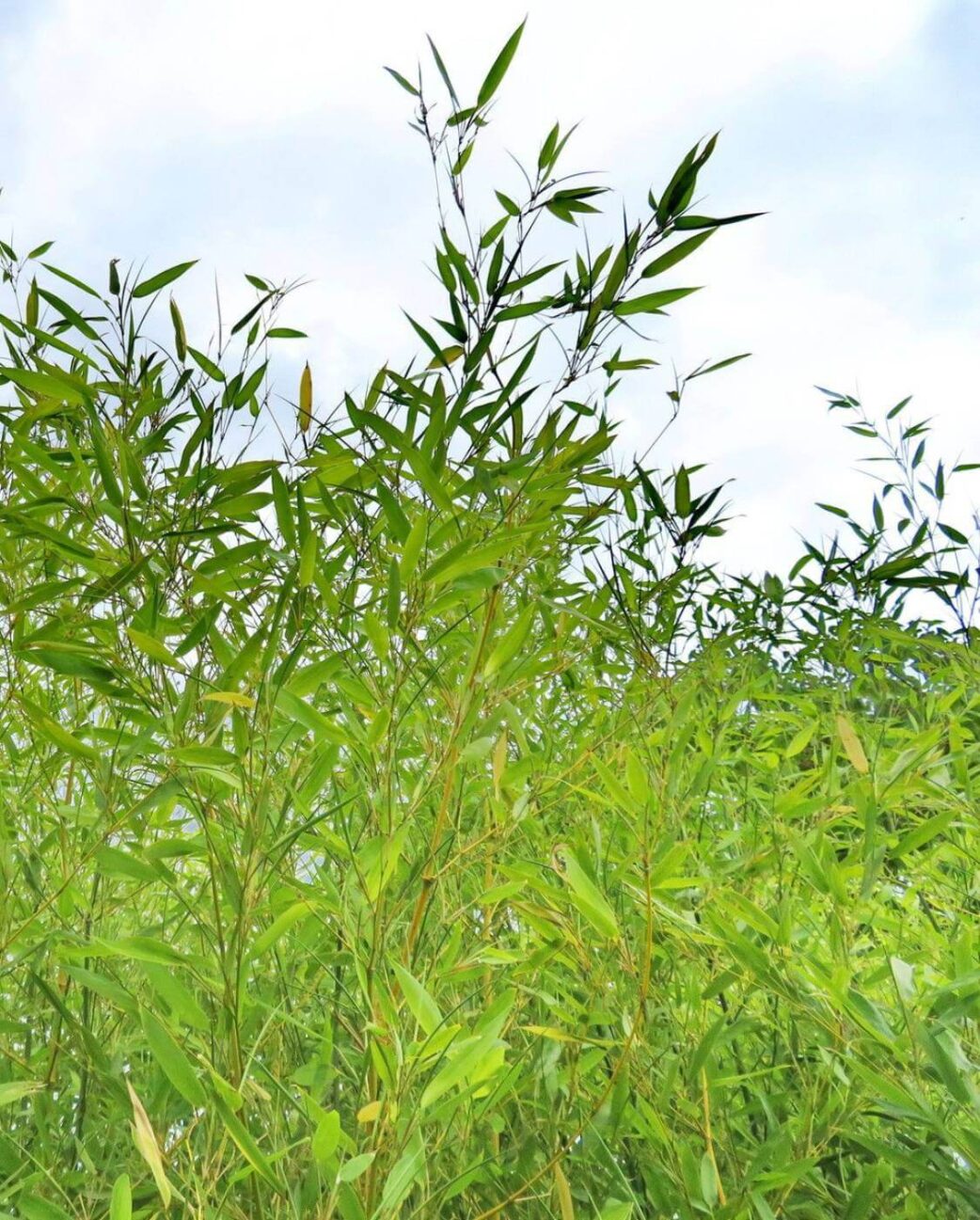 Phyllostachys bissetii feuilles vertes persistantes, bambou géant rustique pour jardin